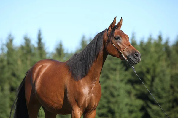 Beautiful arabian mare — Stock Photo, Image