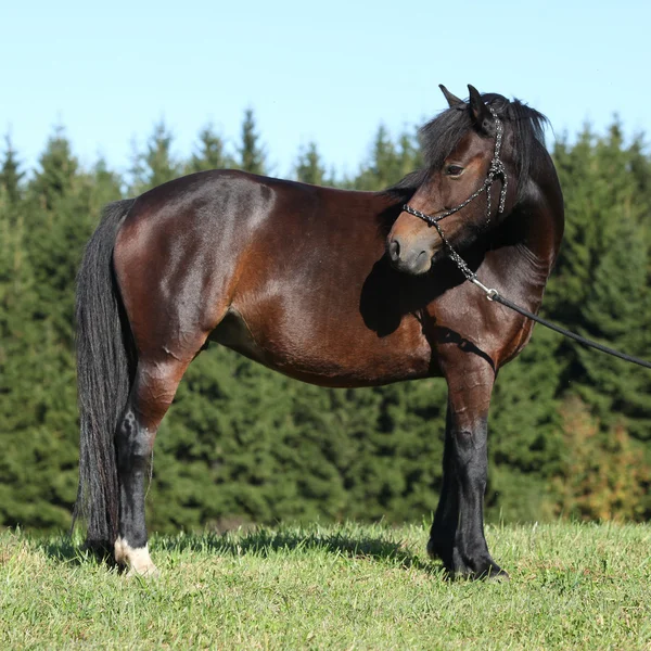 Schöne tschechische Sport-Pony im Herbst — Stockfoto