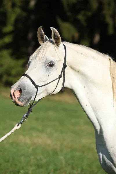 Increíble semental blanco de caballo árabe — Foto de Stock