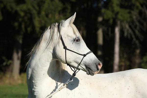 Arap atı şaşırtıcı beyaz aygırı — Stok fotoğraf