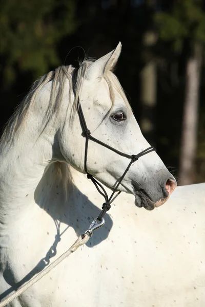 Úžasný bílý hřebec arabského koně — Stock fotografie