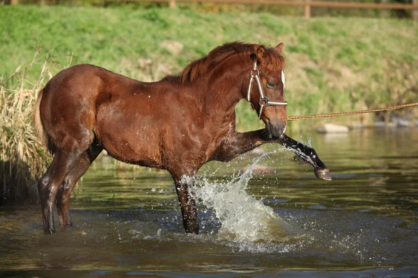 Foal of czech sport pony in the water — Stock Photo, Image