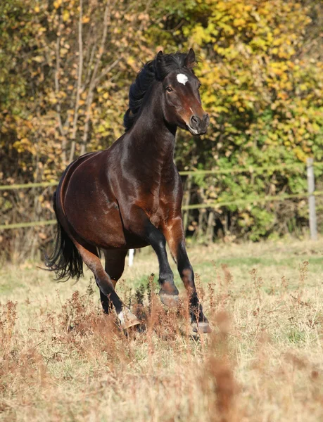 Çek spor Pony çalıştıran kahverengi mare — Stok fotoğraf