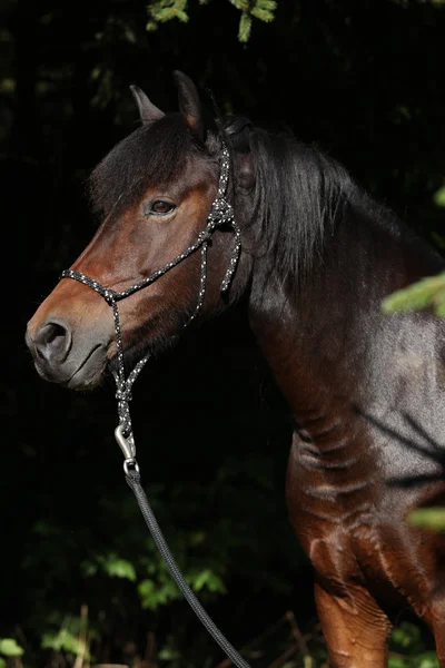 Bonito pony deportivo checo en otoño — Foto de Stock