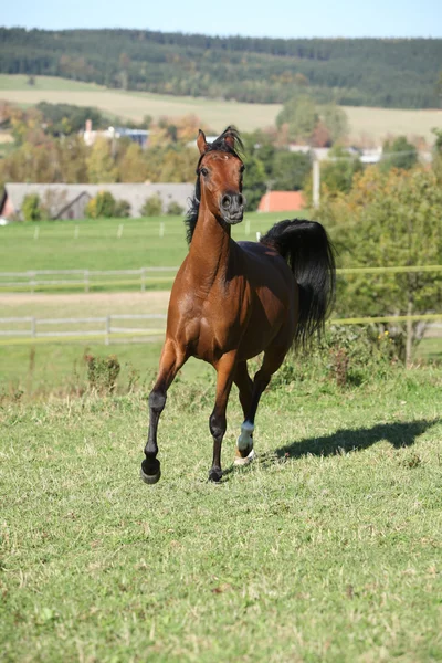 Nice brown arabian mare running — Stock Photo, Image