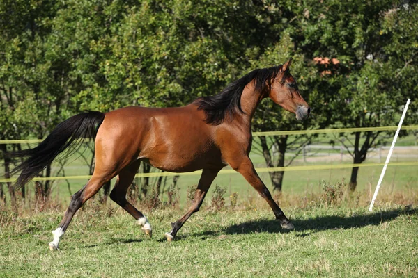 Nice brown arabian mare running — Stock Photo, Image