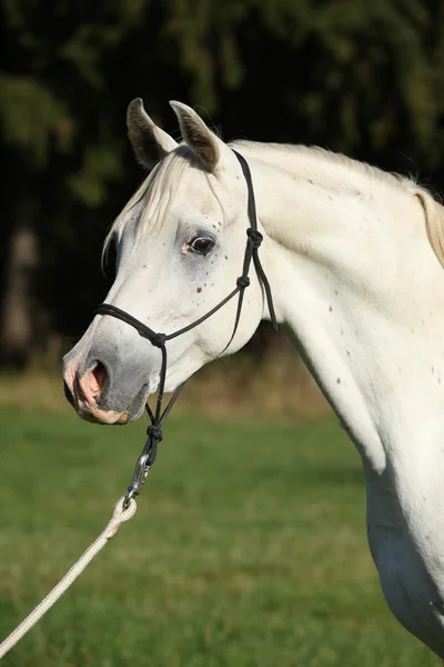 Geweldige witte hengst van Arabische paard — Stockfoto