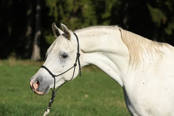 Garanhão branco incrível de cavalo árabe — Fotografia de Stock
