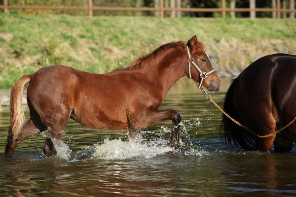 Жеребец чешского спорта пони в воде — стоковое фото