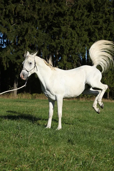 Beautiful white arabian stallion kicking — Stock Photo, Image
