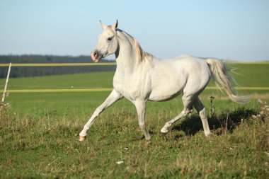 Çalışan muhteşem Arap aygırı
