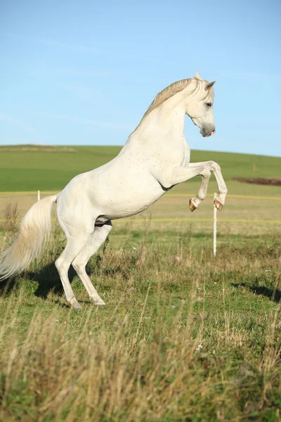 Beautiful white arabian stallion prancing — Stock Photo, Image