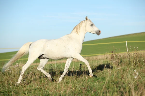 Csodálatos arab mén, futás — Stock Fotó