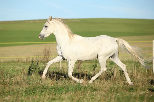 Erstaunlicher arabischer Hengstlauf — Stockfoto