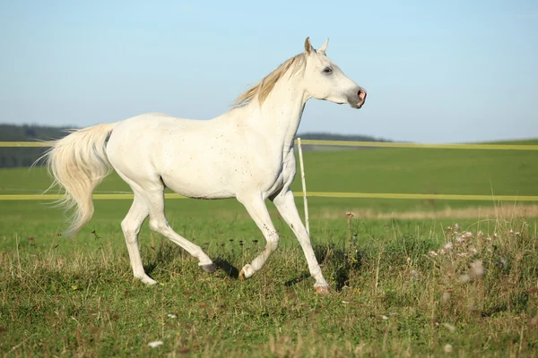 Increíble semental árabe corriendo — Foto de Stock