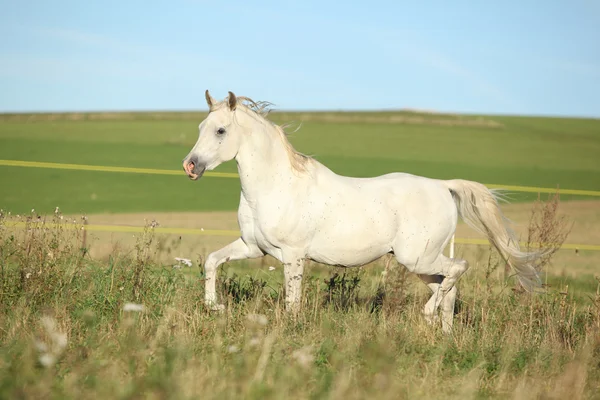 Erstaunlicher arabischer Hengstlauf — Stockfoto