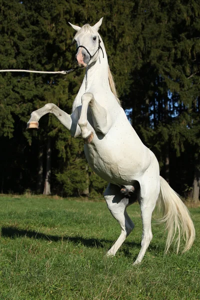 Beautiful white arabian stallion prancing — Stock Photo, Image