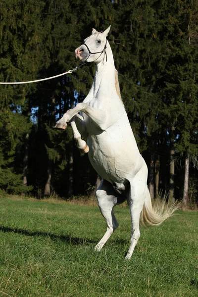 Hermoso blanco árabe semental prancing — Foto de Stock