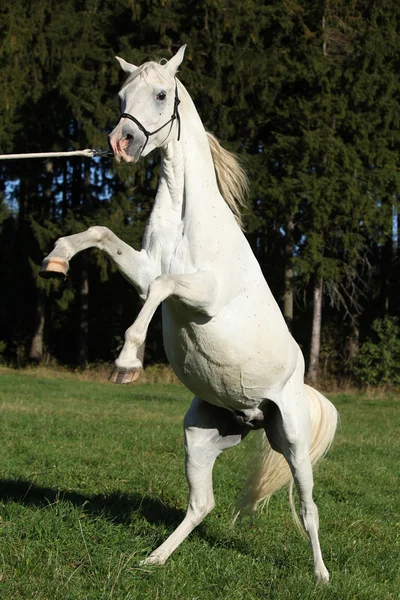 Beautiful white arabian stallion prancing — Stock Photo, Image