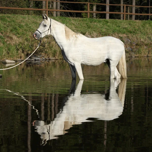Increíble caballo árabe en el agua — Foto de Stock