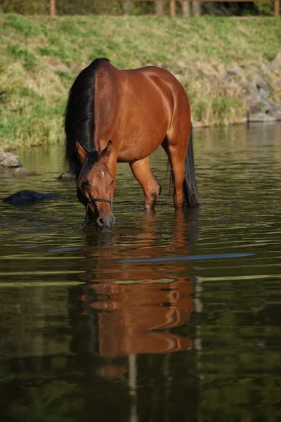 Incroyable cheval arabe dans l'eau — Photo