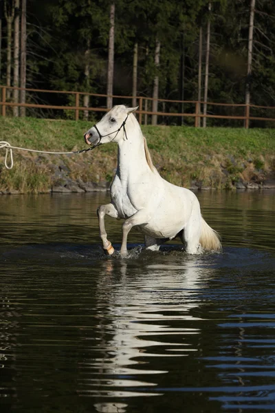 Úžasný Arabský kůň ve vodě — Stock fotografie