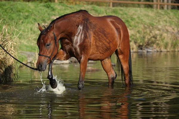 水の驚くべきアラビアの馬 — ストック写真