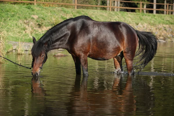 Checo deporte pony en el agua — Foto de Stock