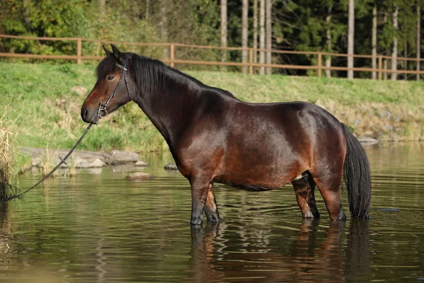 Czech sport pony in water — Stock Photo, Image