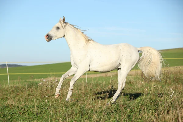 Úžasný Arabský hřebec běží — Stock fotografie