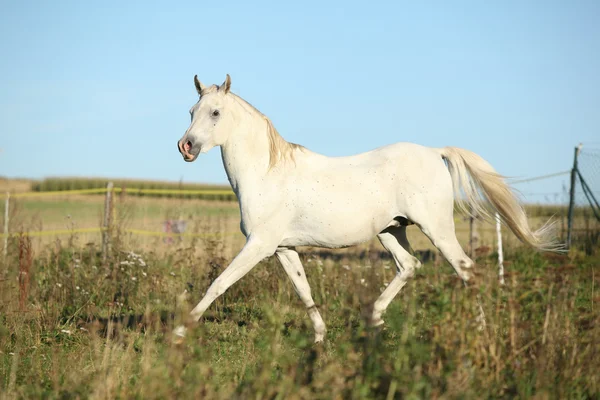 Fantastiska arabian stallion kör — Stockfoto