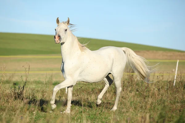 Fantastiska arabian stallion kör — Stockfoto