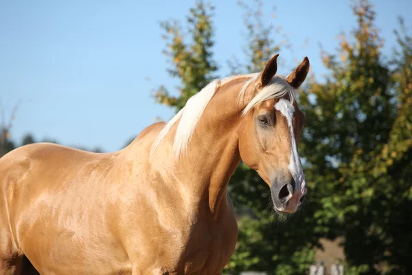 Geweldige palomino paard met blond haar — Stockfoto
