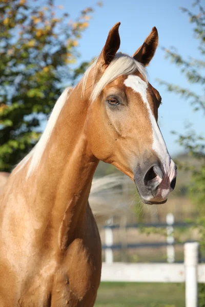 Amazing palomino horse with blond hair Stock Photo