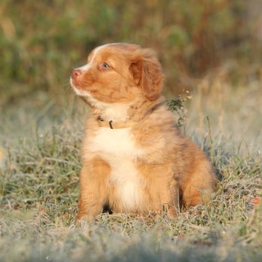 İçinde yumuşak in Rime'ı oturan güzel köpek yavrusu