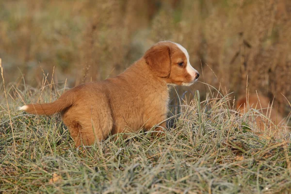 Increíble cachorro de nova scotia en suave rime —  Fotos de Stock