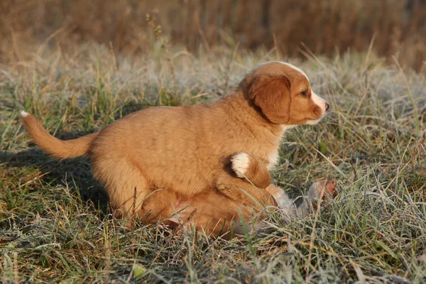 Amazing puppies of nova scotia in soft rime — Stock Photo, Image