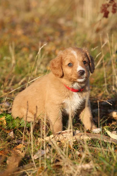 新斯科舍省的一种华丽的小狗，坐在自然 — 图库照片