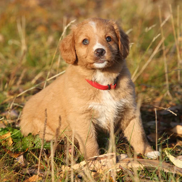 Hermoso cachorro de nova scotia sentado en la naturaleza —  Fotos de Stock