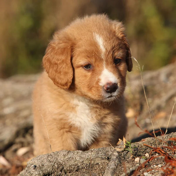 Fantastische pup van Nova Scotia op aard wortels — Stockfoto