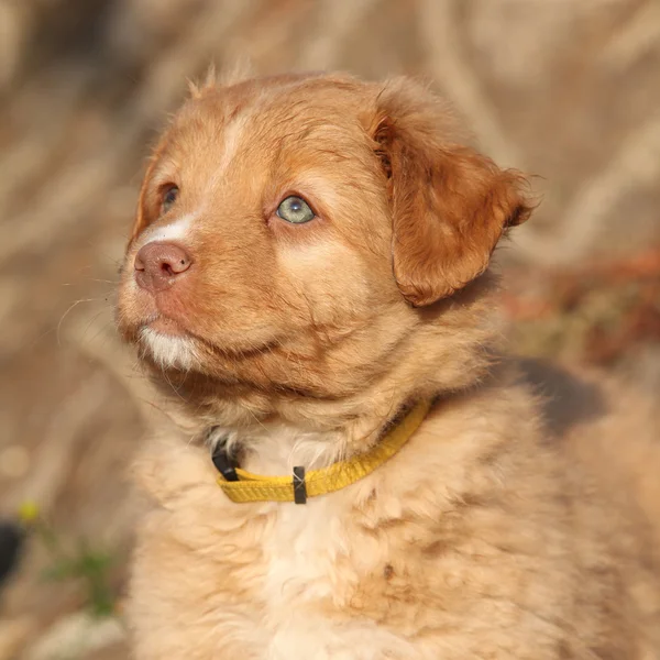 자연 속에서 멋진 강아지의 초상화 — 스톡 사진