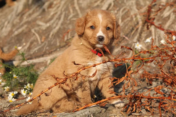 Gorgeous puppy of nova scotia sitting in nature — Stock Photo, Image