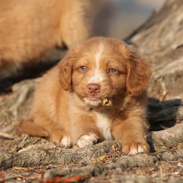 Gorgeous puppy of nova scotia lying on roots — Stock Photo, Image