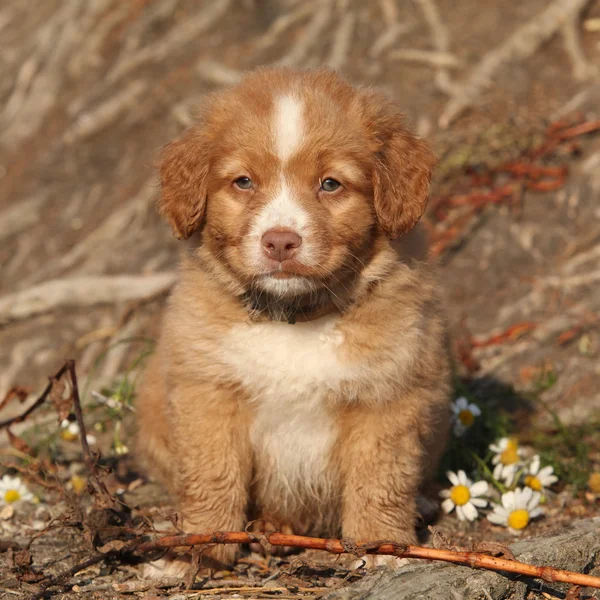 Splendido cucciolo di nova scotia seduto in natura — Foto Stock