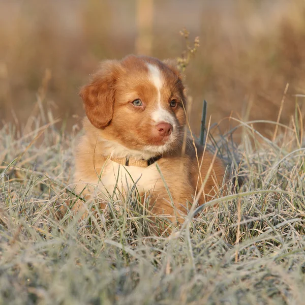 Bellissimo cucciolo seduto in morbido rime — Foto Stock