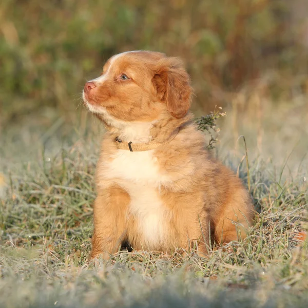 Krásné štěně sedící v měkké rým — Stock fotografie