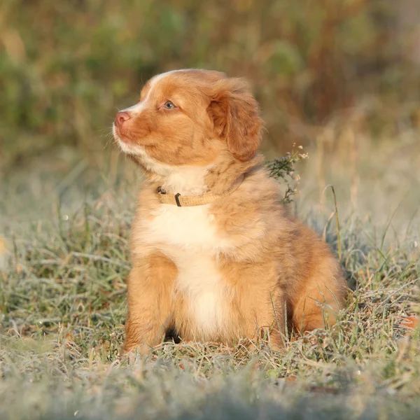 Beau chiot assis en rime douce — Photo