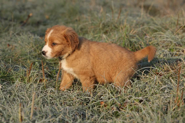 Amazing puppy of nova scotia in soft rime — Stock Photo, Image