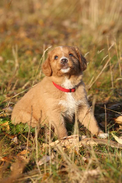 Gorgeous puppy of nova scotia sitting in nature — Stock Photo, Image