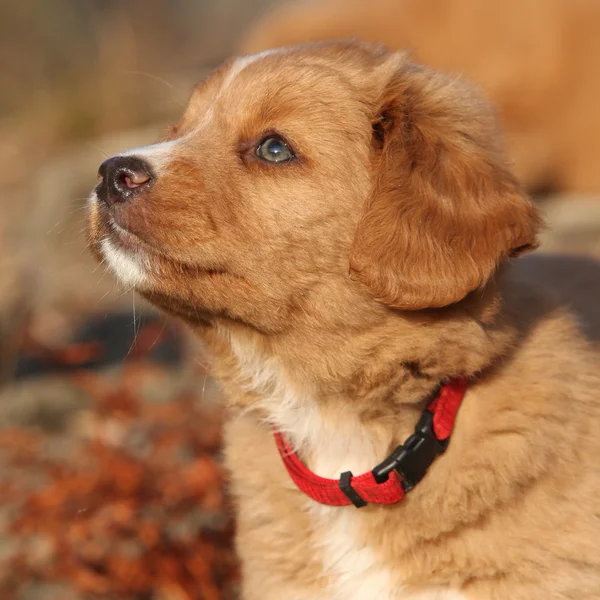 Потрайт красивого щенка Новой Скотии в природе — стоковое фото